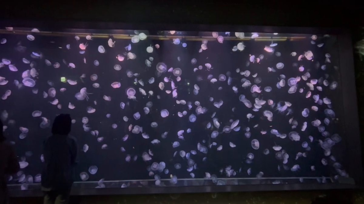 水母區:整面牆都是發光的水母