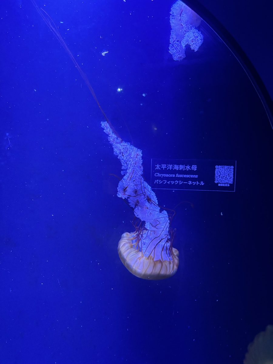 太平洋海刺水母