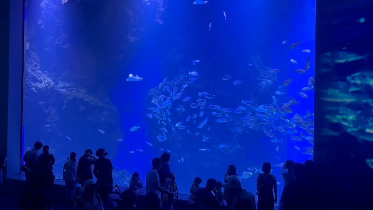 大水族箱前的魚群