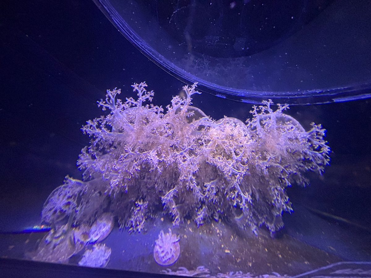 夢幻的紫色展示缸